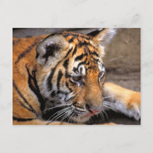 Carte Postale Tigre38