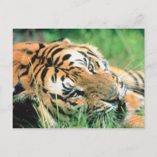 Carte Postale Tigre allongé dans l'herbe