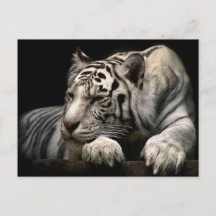 Carte Postale Tigre blanc