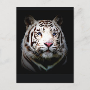 Carte Postale Tigre blanc