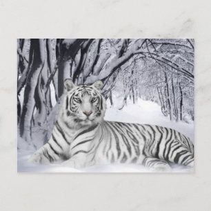 Carte Postale Tigre blanc