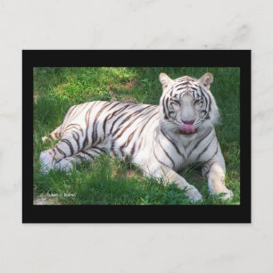 Carte Postale Tigre blanc avec yeux bleus Lick Nique