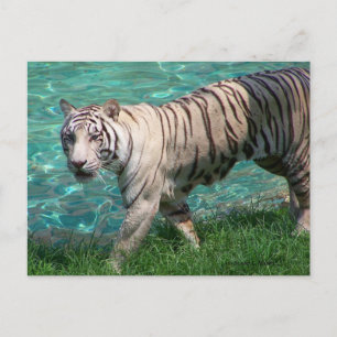 Carte Postale Tigre blanc contre eau bleue photo de marche