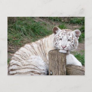 Carte Postale Tigre Blanc Fatigué Endormi Se Reposant Sur Des Ro