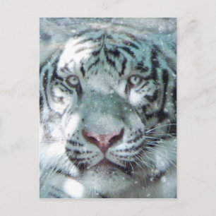 Carte Postale Tigre blanc neige