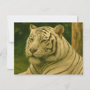 Carte Postale Tigre blanc reposant dans l'ombre des bois