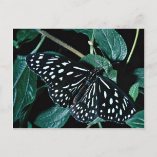 Carte Postale Tigre bleu, Inde