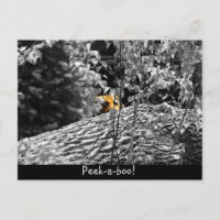 Carte postale Tigre Cache-cache