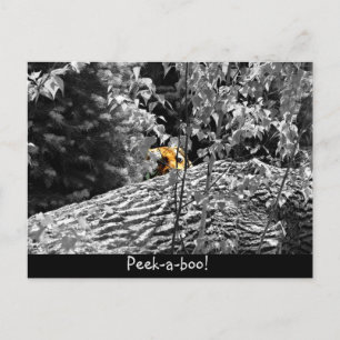Carte postale Tigre Cache-cache