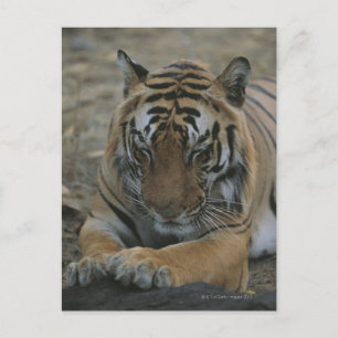Carte Postale Tigre couchant