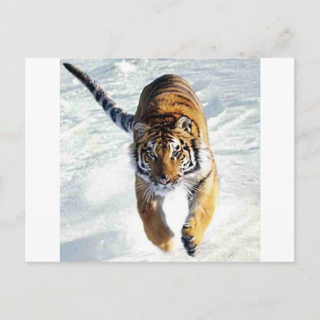 Carte Postale Tigre courant dans la neige (Devant)