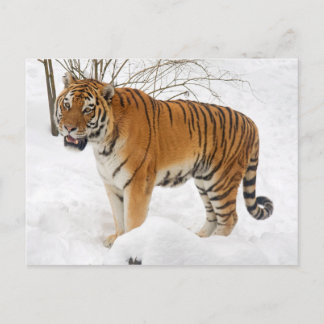 Carte Postale Tigre dans la neige