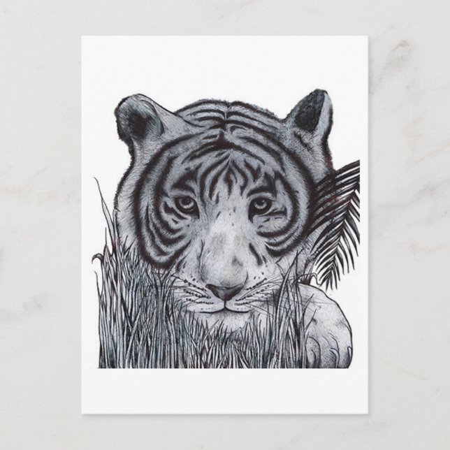 Carte Postale Tigre dans l'herbe (Devant)