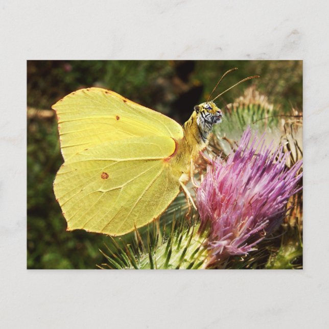 Carte postale tigre de Brimstone (Devant)