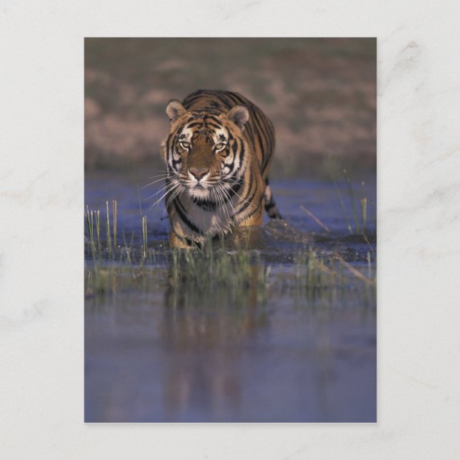 Carte Postale Tigre de l'ASIE, Inde marchant par l'eau (Devant)