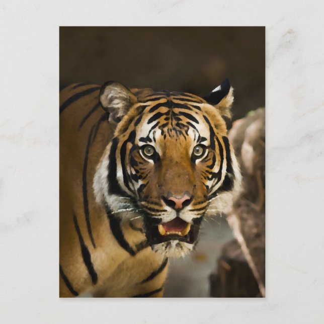 Carte Postale Tigre de Sibérie (Devant)