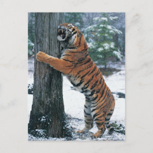 Carte Postale Tigre de Sibérie (Panthera tigris altaica)