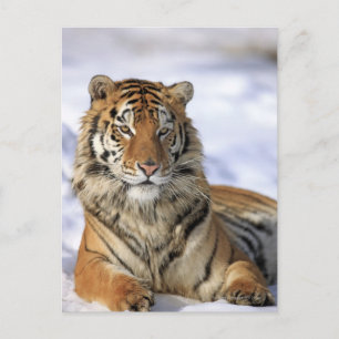Carte Postale Tigre de Sibérie, Panthera tigris altaica, Asie