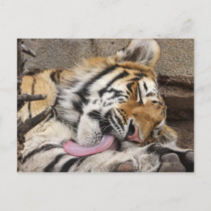 Carte Postale Tigre de Sibérie Panthera tigris altaica lécher