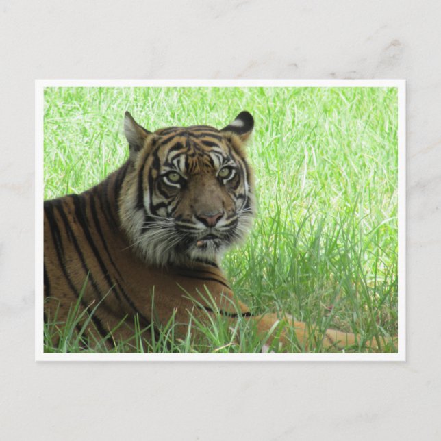 Carte Postale tigre de sumatran (Devant)