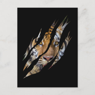Carte Postale Tigre déchiré par une griffe de safari au visage d
