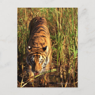Carte Postale Tigre du Bengale dans les zones humides