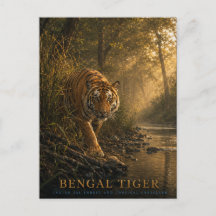 Tigre du Bengale Forêt de Sal ANIMAUX