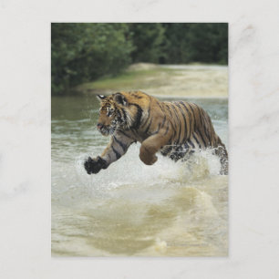 Carte Postale Tigre du Bengale (Panthera tigris tigris) charge