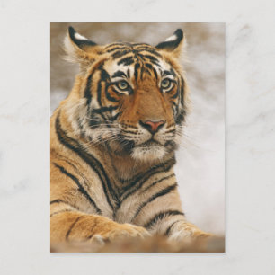 Carte Postale Tigre du Bengale royal sur le rocher, Ranthambhor