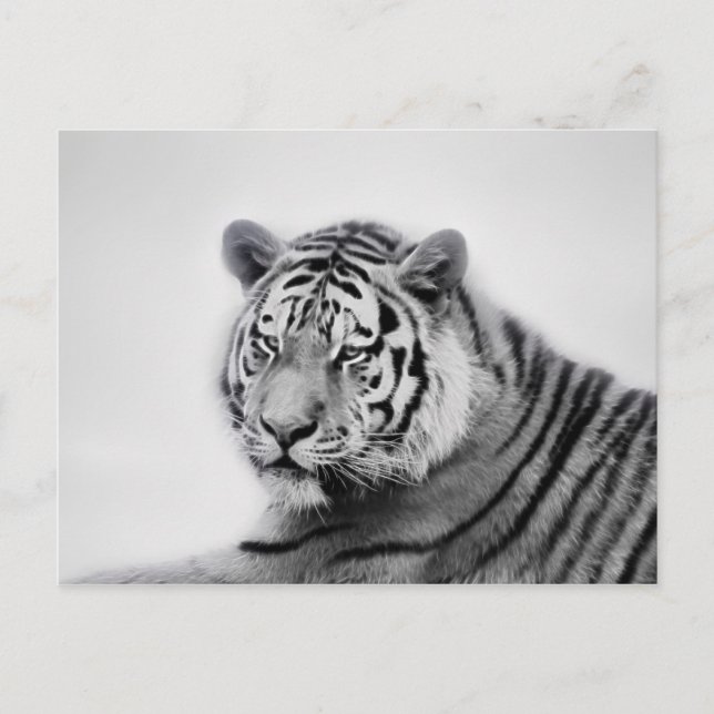 Carte Postale Tigre en noir et blanc (Devant)