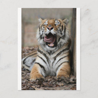 Carte Postale Tigre endormi