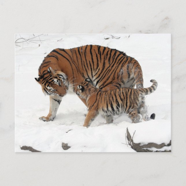 Carte Postale Tigre et cub de Sibérie (Devant)