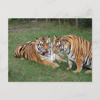 Carte Postale Tigre Friends-009