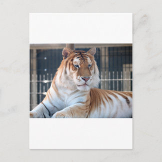 Carte Postale Tigre Golden Tabby au Cougar Mountain Zoo 1