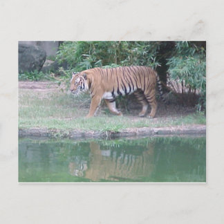 Carte postale "Tigre indochinois"