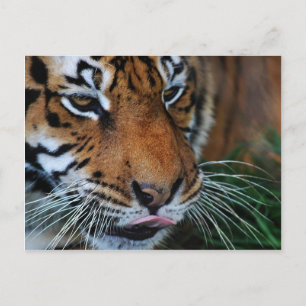 Carte Postale Tigre léchant ses lèvres