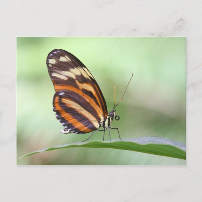 Carte Postale Tigre Long aile (Devant)