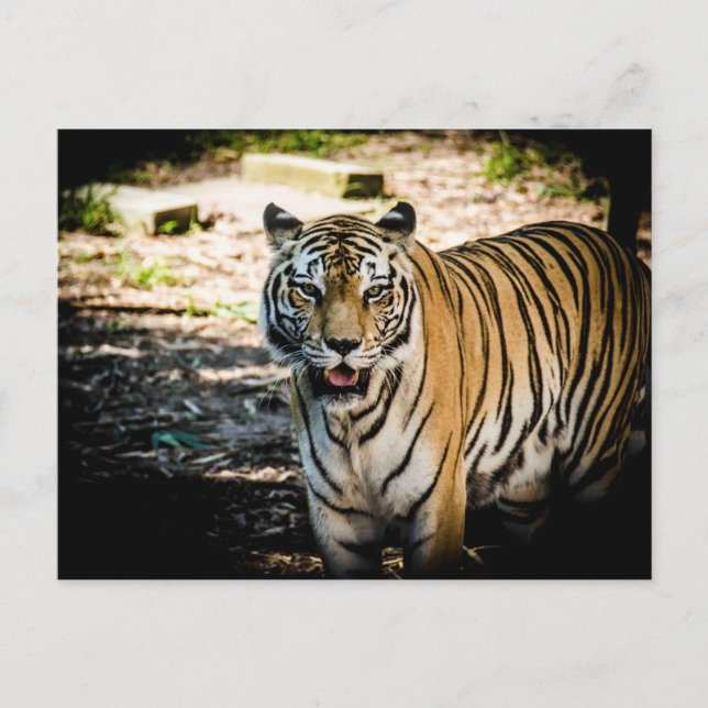 Carte Postale Tigre majestueux dans la gloire ensoleillée  (Devant)