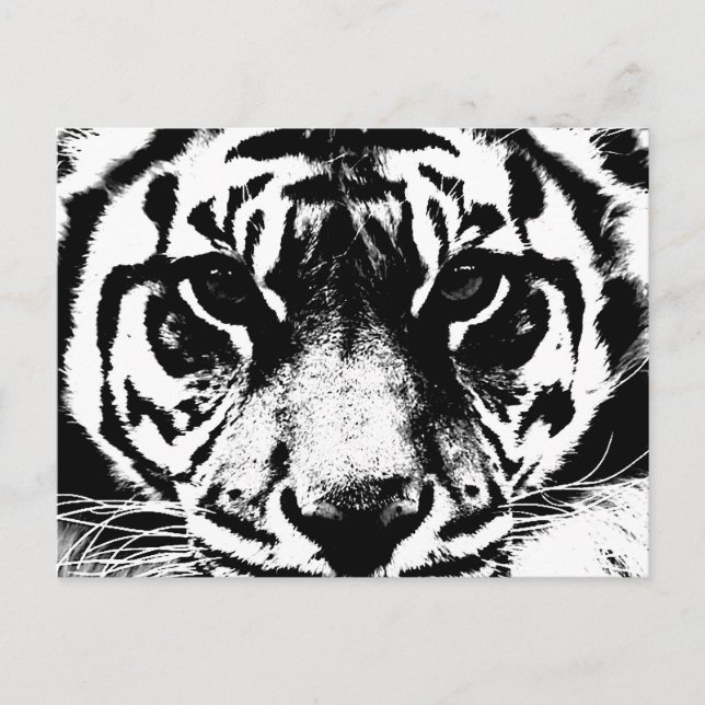 Carte Postale Tigre noir et blanc (Devant)