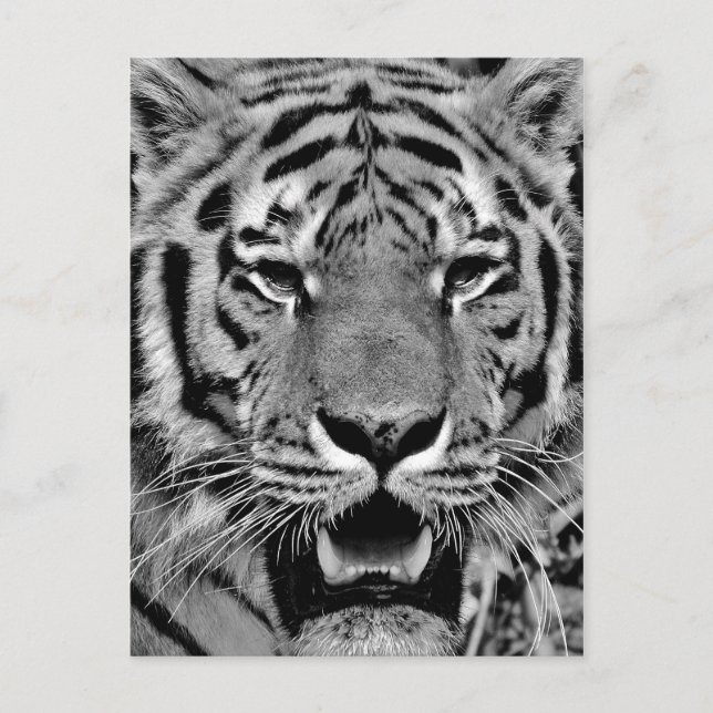 Carte Postale Tigre noir et blanc (Devant)