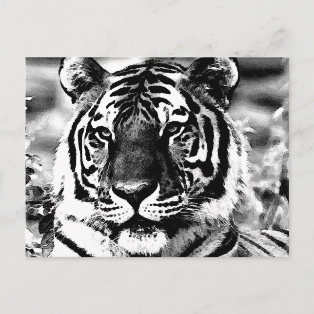 Carte Postale Tigre noir et blanc (Devant)