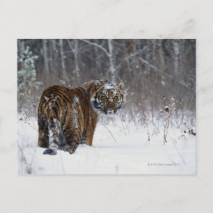 Carte Postale Tigre (Panthera tigris) debout dans la neige profo