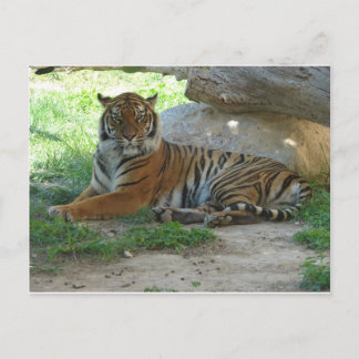 Carte Postale Tigre, Royal Bengal Tiger