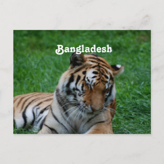 Carte Postale Tigre royal du Bengale