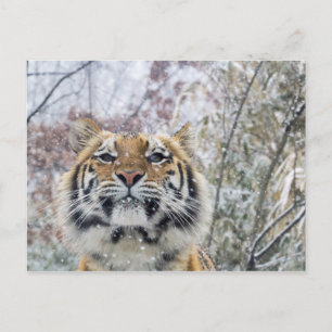 Carte Postale Tigre royal en neige