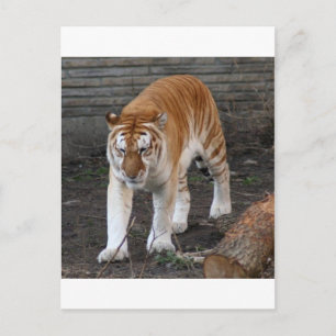 Carte Postale Tigre Tabby D'Or 1