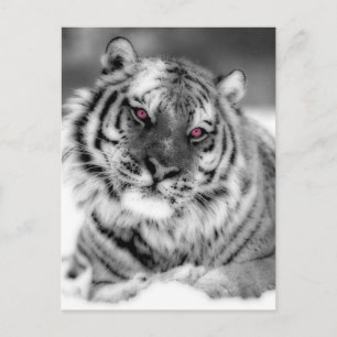 Carte Postale Tigre teinté rose