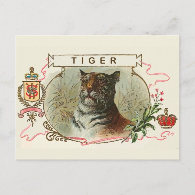 Carte Postale Tigre vintage (Devant)