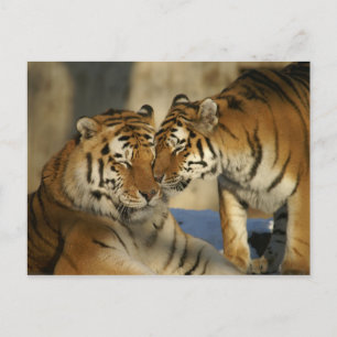 Carte Postale Tigres affectueux