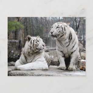 Carte Postale Tigres blancs